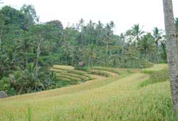 Rizi�re � Bali