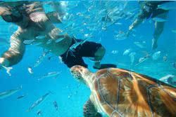 La plong�e � la Barbade