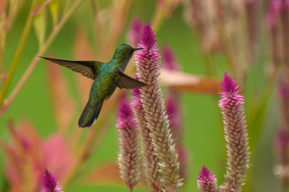 colibri dans le parc des mamelles en Guadeloupe