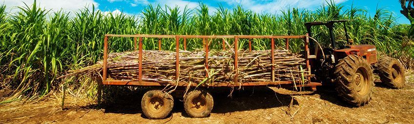 tracteur dans un champ de canne  sucre sur le domaine longueteau en guadeloupe