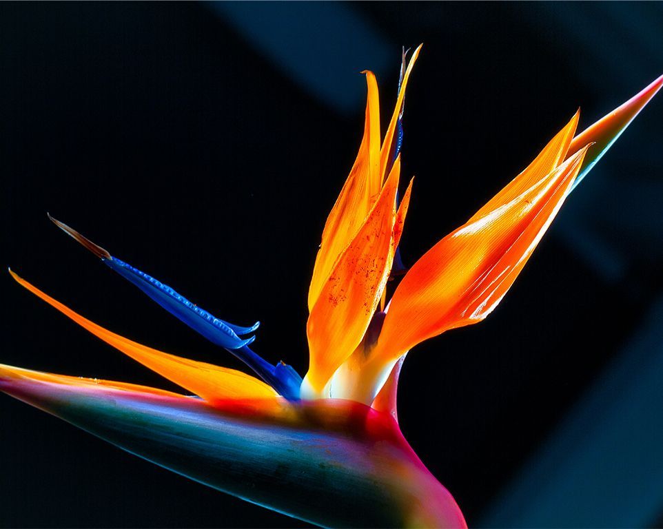 photo de la fleur oiseau de paradis en Guadeloupe