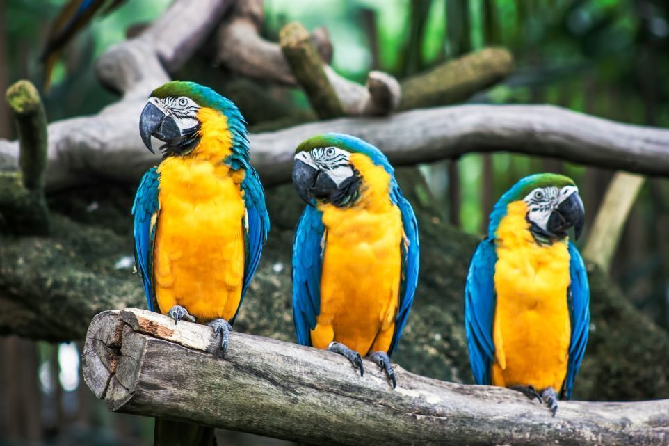 perroquets dans le parc des mamelles en Guadeloupe