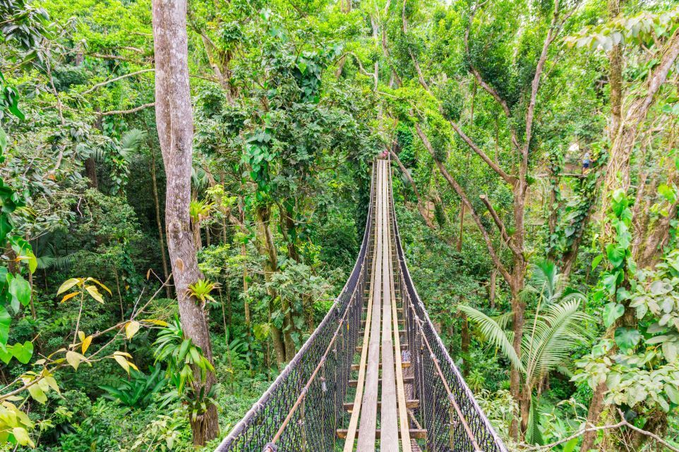 pont suspendu dans le parc des mamelles en Guadeloupe