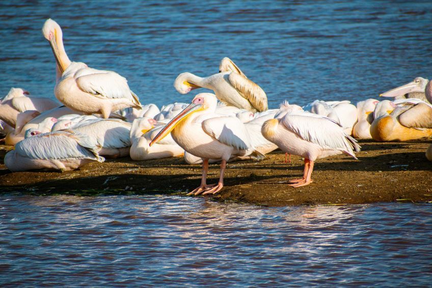 oiseaux sur le lac Nakuru au Kenya