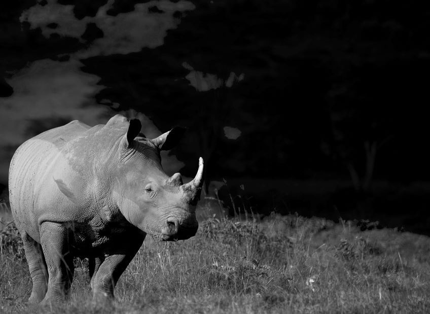 rhinoceros dans la rserve du lac Nakuru au Kenya