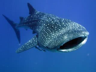 Plong�e avec les requins baleines