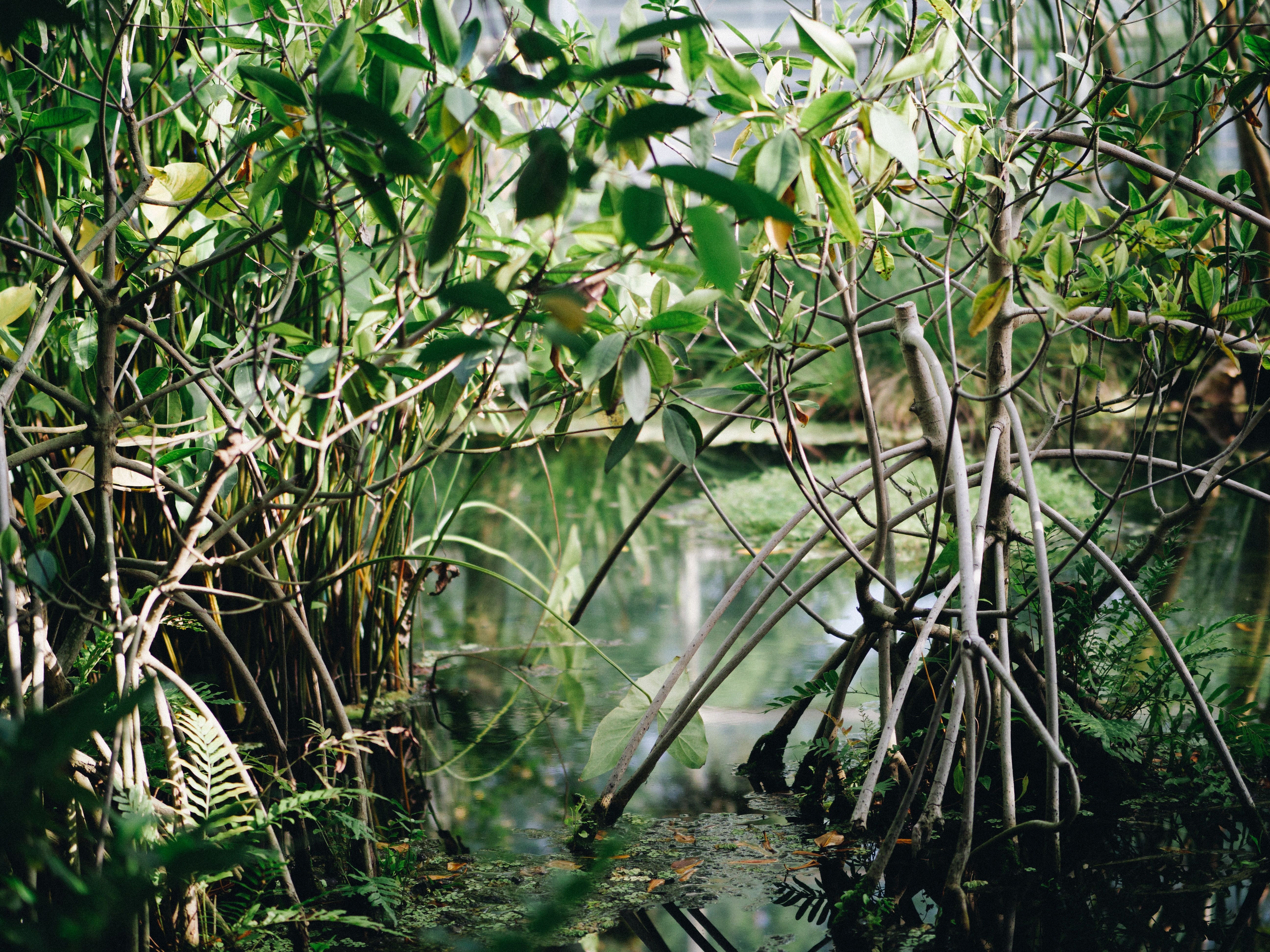 mangrove de genipa martinique
