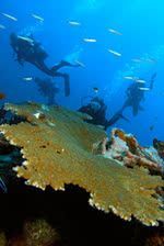 Ambiance Plong�e � Rodrigues