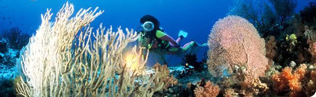 La plong�e � Rodrigues