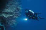 Plong�e � Rodrigues