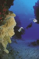 Plongeur � Rodrigues