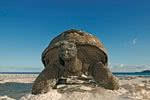 Tortues