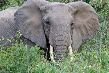 Elephant Manyara