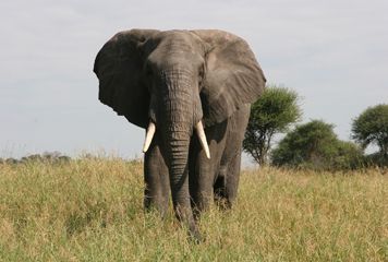 Elephant  Tarangire