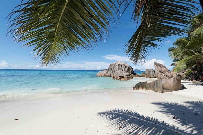 D�lice Tropical