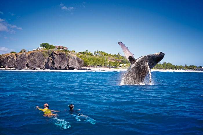 a la rencontre des baleines