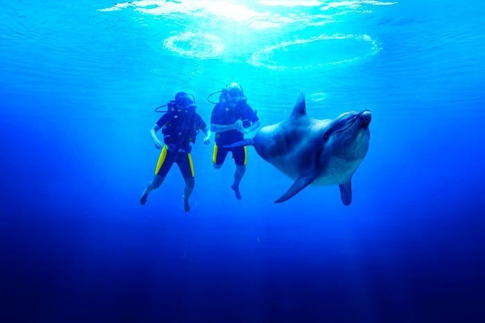 Dubai rencontre dauphin