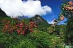 Le Jardin des Palmes