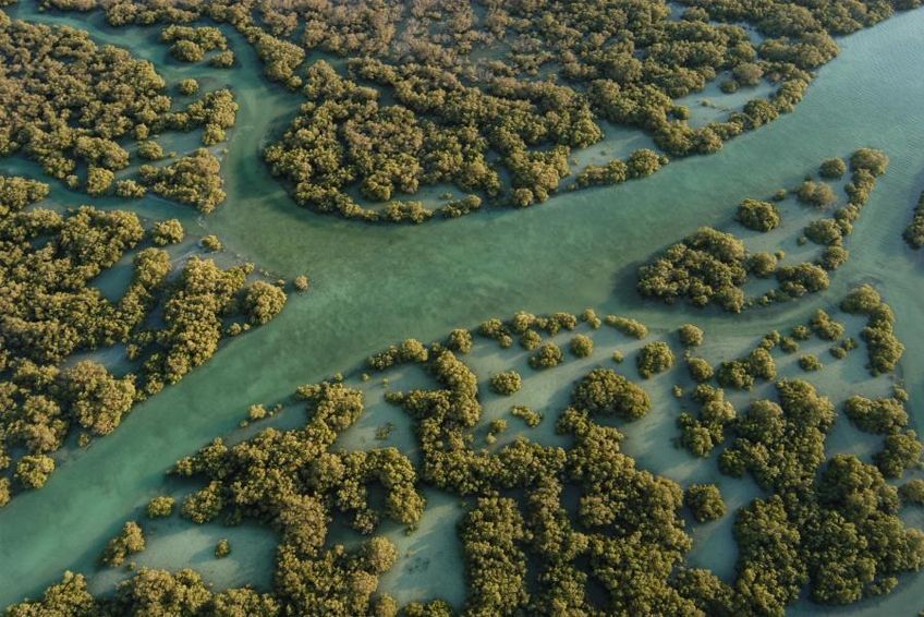 mangrove national park abu dhabi