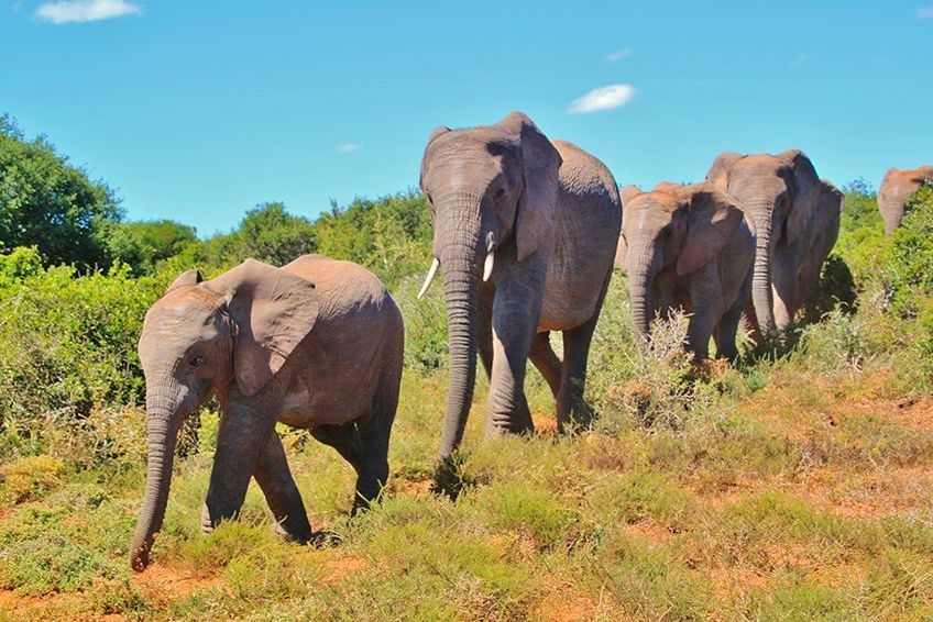 Le Parc National des Eléphants d'Addo en Afrique du Sud