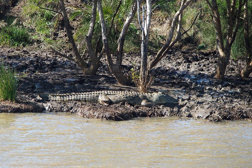 afrique du sud parc isimangaliso safaris