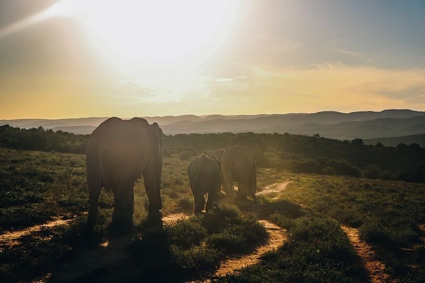 elephant parc addo afrique du sud