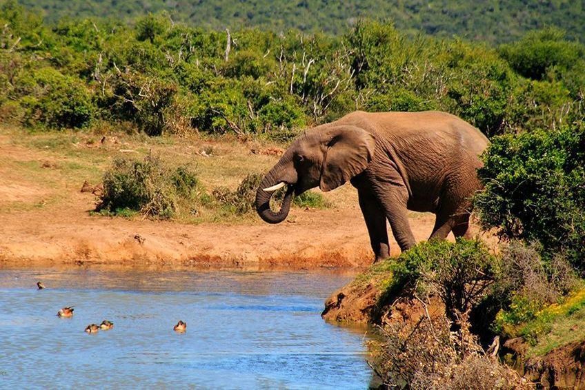 elephant parc addo afrique du sud