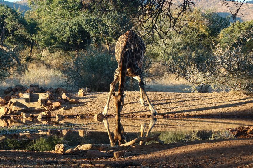 grandparc transfrontalier limpopo afrique du sud