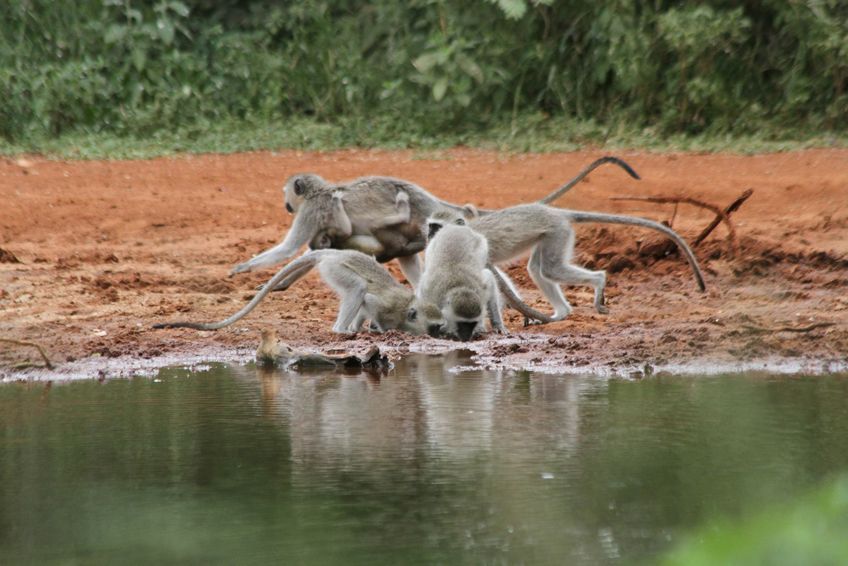 grandparc transfrontalier limpopo afrique du sud