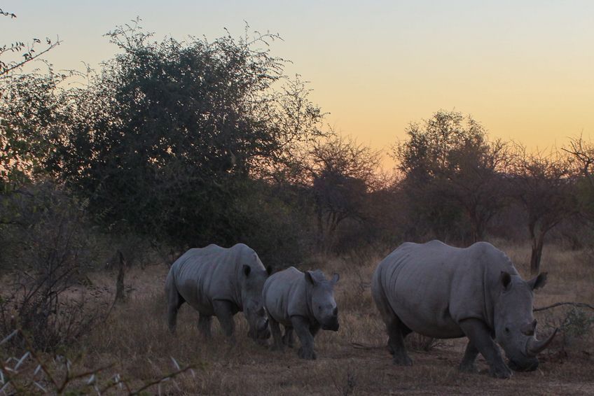 grandparc transfrontalier limpopo afrique du sud