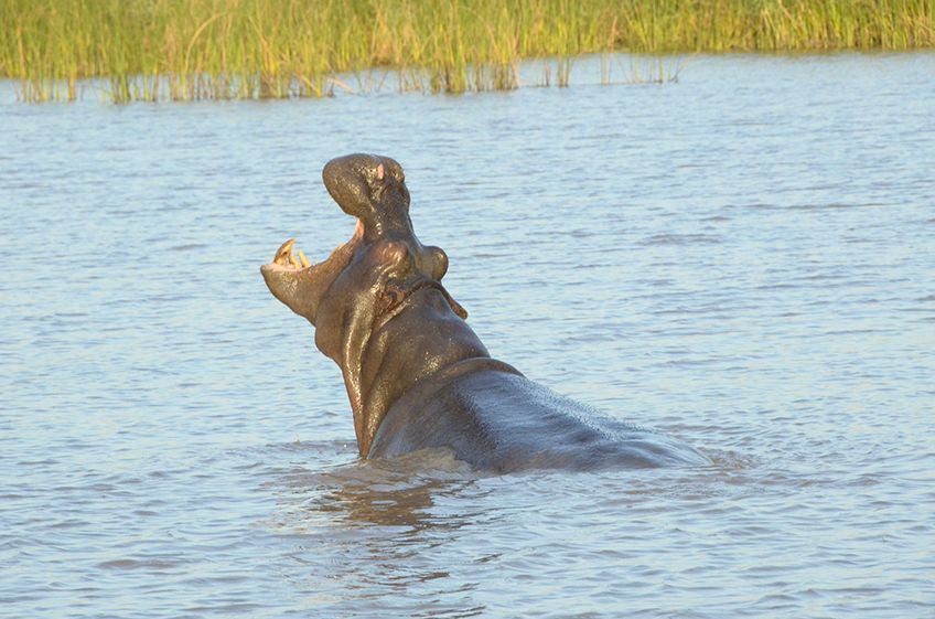 afrique du sud parc isimangaliso safaris