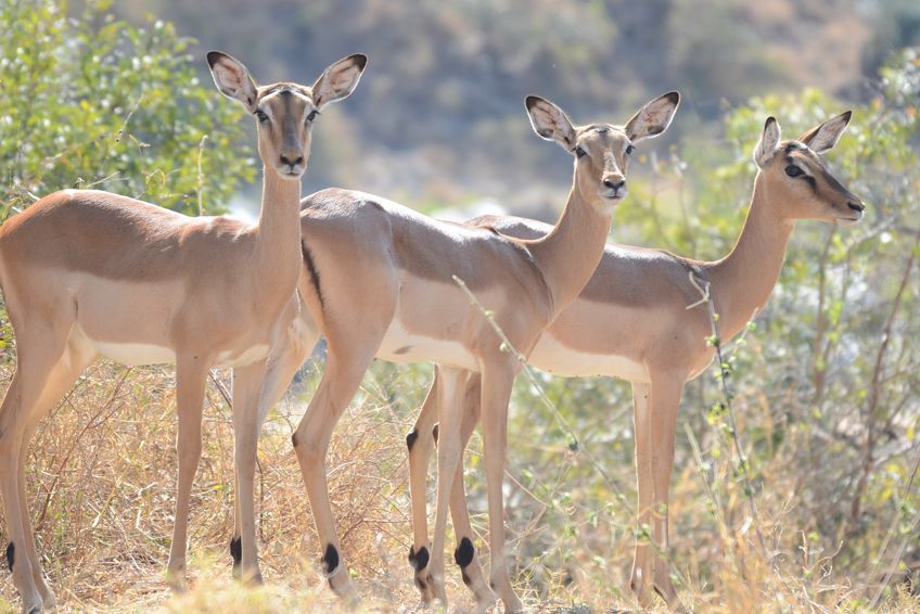 mapungubwe thulamela afrique du sud