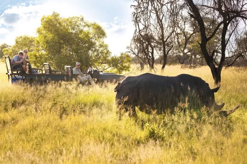 safari afrique du sud