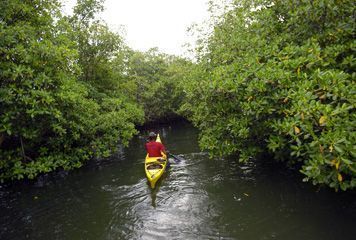 Cano au Grand Cul-de-sac Marin<