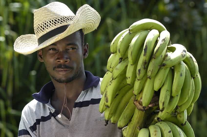 bananes guadeloupe