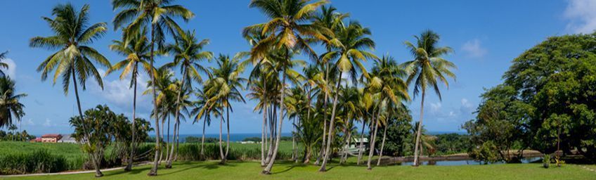 cocoteraie de la distillerie longueteau en guadeloupe