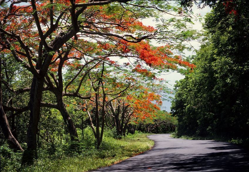 flamboyants dans le parc des mamelles en Guadeloupe