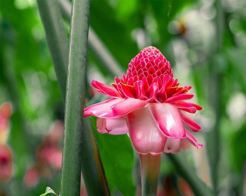 rose de porcelaine en Guadeloupe