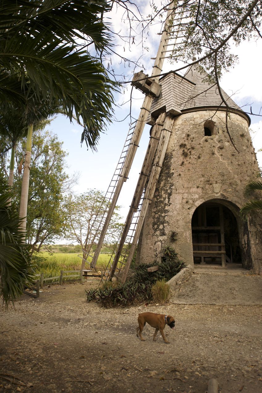 moulin de la distillerie damoiseau en guadeloupe