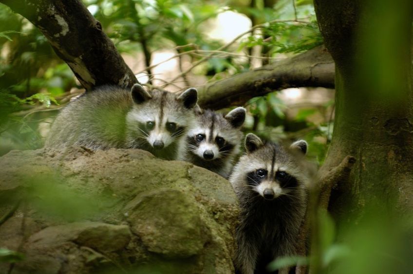 ratons laveurs dans le parc des mamelles en Guadeloupe