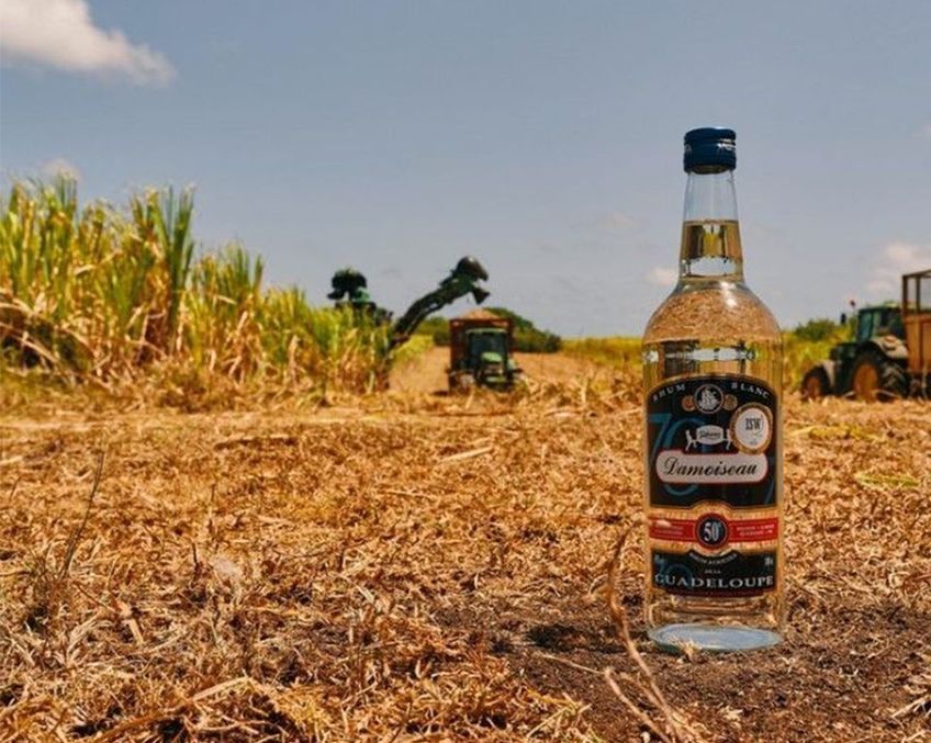 champ de cannes a sucre de la distillerie damoiseau en guadeloupe