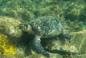 Tortue rserve du Commandant Cousteau