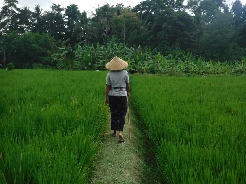 rizieres bali