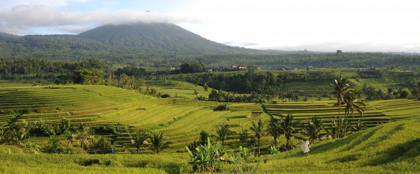 Rizières de Jatiluwih à Bali en Indonésie