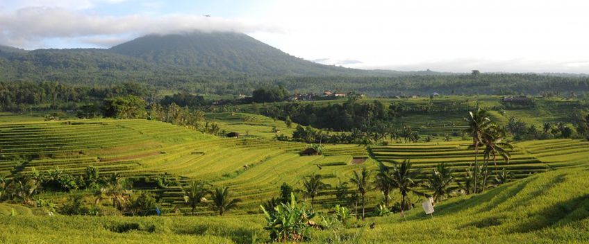 Rizires de Jatiluwih  Bali en Indonsie