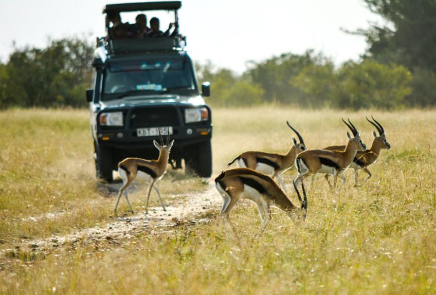 safari kenya