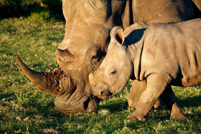 sejour big five kenya