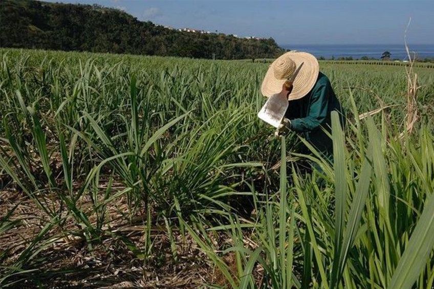 champ de cannes a sucre de la distillerie neisson en martinique