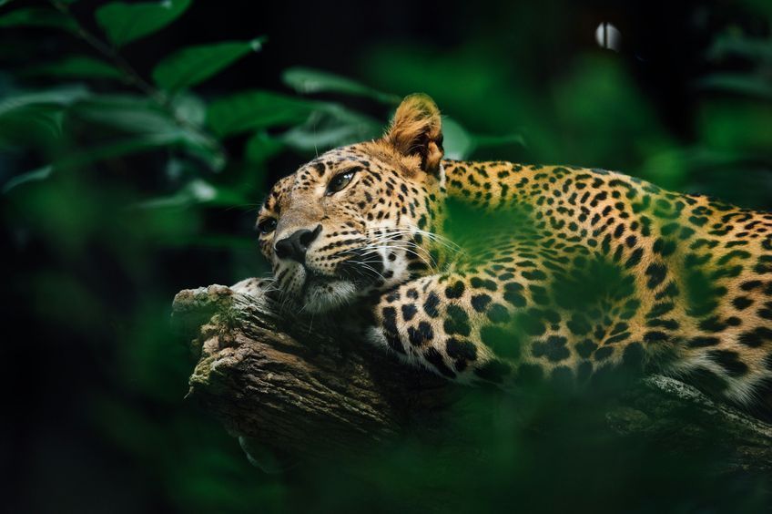 jaguar au zoo en martinique