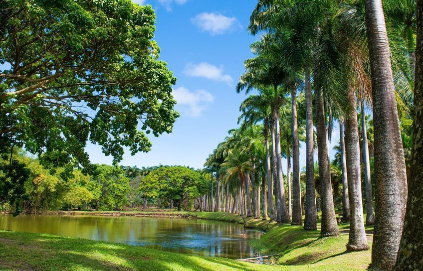 jardin et mare habitation clement martinique